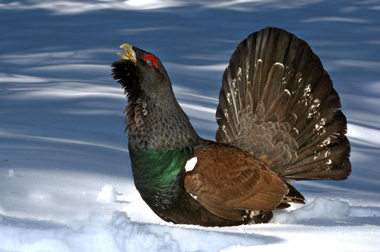 Influenza aviaire : le parc de la Pépinière de Nancy confine ses oiseaux