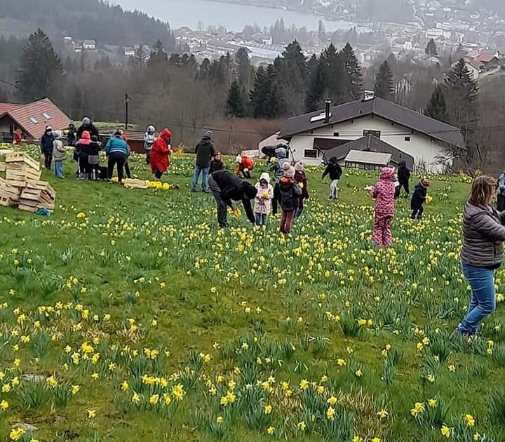 Vosges : la célèbre fête des jonquilles de Gérardmer va souffler sa 50e bougie ce dimanche