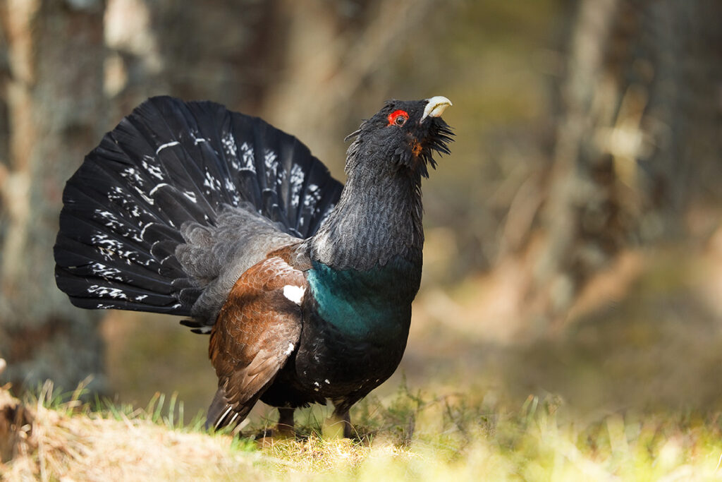 Le Grand Tétras, l’oiseau des Vosges, est en voie de disparition