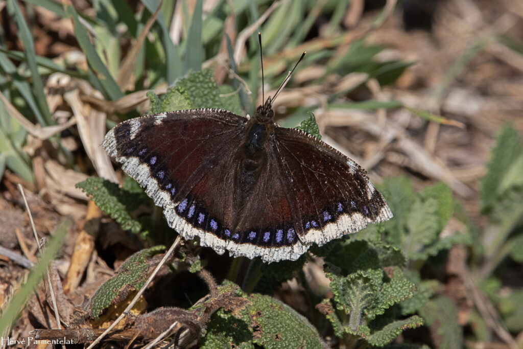 Découverte du Moiré des Vosges : Un papillon unique en son genre confiné dans les Hautes Vosges
