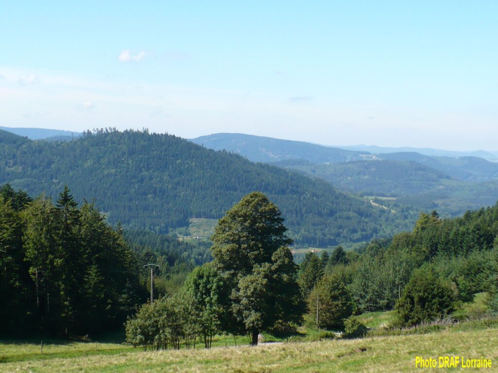 Les coupes rases de l’épicéa se multiplient dans le massif Vosgien