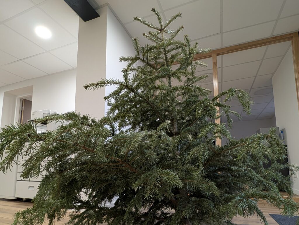 Recylez votre sapin jusqu’au 30 janvier en Lorraine